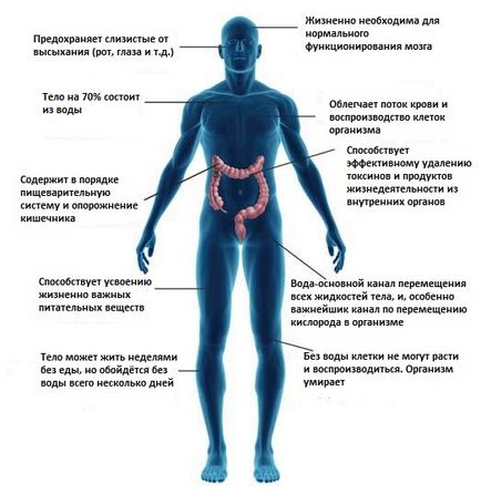 Чи можна схуднути, якщо почати пити багато води