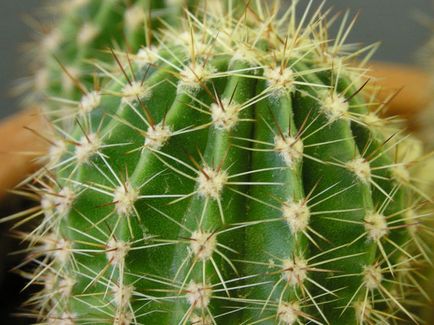 Lehetséges, hogy távolítsa el a tüskék a kaktusz