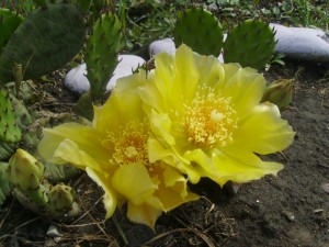 Чи можна вирощувати кактуси у відкритому грунті, блог сім'я