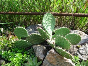Pot să cresc cactus în teren deschis, familia blogului