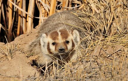 Carne de badger