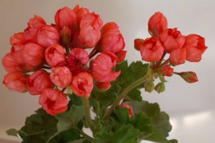 Cele mai comune tipuri și varietăți de pelargonium interior (geranium)