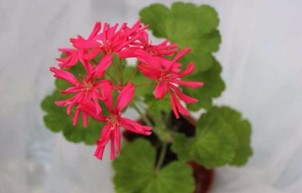 Cele mai comune tipuri și varietăți de pelargonium interior (geranium)