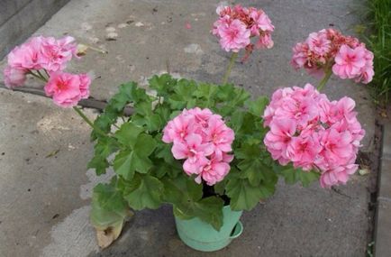 Cele mai comune tipuri și varietăți de pelargonium interior (geranium)