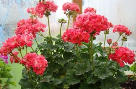 Cele mai comune tipuri și varietăți de pelargonium interior (geranium)