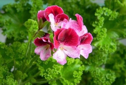 Cele mai comune tipuri și varietăți de pelargonium interior (geranium)