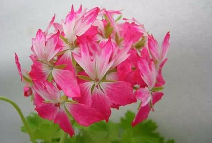 Cele mai comune tipuri și varietăți de pelargonium interior (geranium)