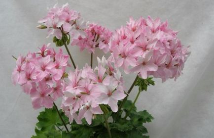 Cele mai comune tipuri și varietăți de pelargonium interior (geranium)