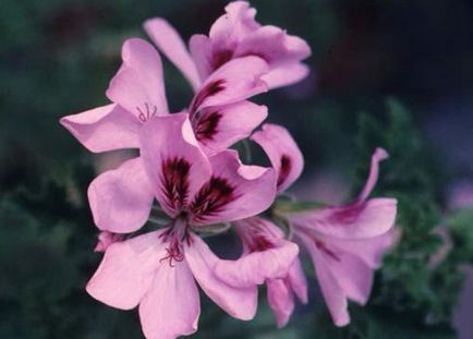 Cele mai comune tipuri și varietăți de pelargonium interior (geranium)