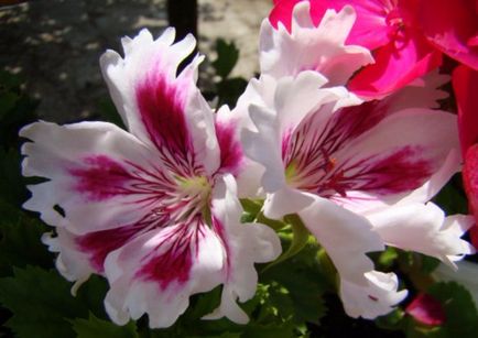 Cele mai comune tipuri și varietăți de pelargonium interior (geranium)