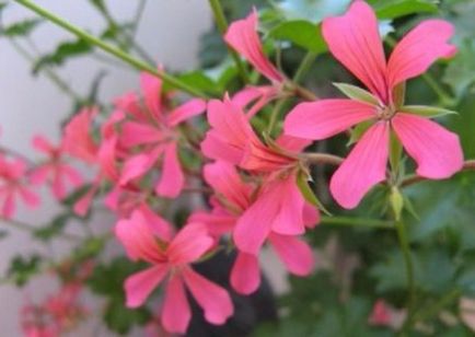 Cele mai comune tipuri și varietăți de pelargonium interior (geranium)