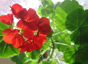 Cele mai comune tipuri și varietăți de pelargonium interior (geranium)