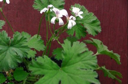 Cele mai comune tipuri și varietăți de pelargonium interior (geranium)