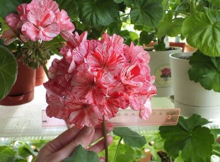 Cele mai comune tipuri și varietăți de pelargonium interior (geranium)