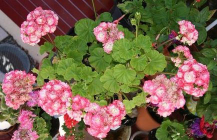 Cele mai comune tipuri și varietăți de pelargonium interior (geranium)