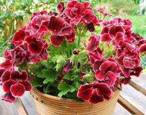 Cele mai comune tipuri și varietăți de pelargonium interior (geranium)