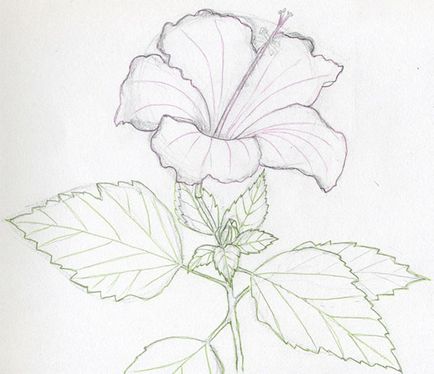 Намалювати покроково зиму - малюнок квітка для початківців крок за кроком з фото