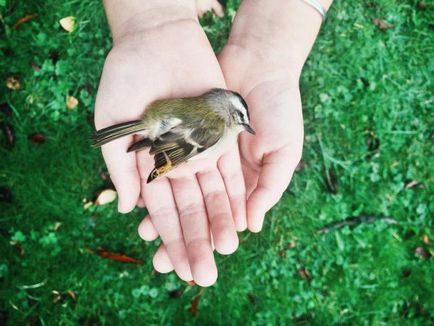 Folk előjelek a madarakkal, mint hírnökök figyelmezteti madarak