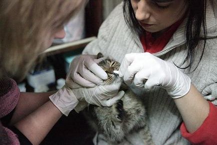 Нежить у кішок, симптоми, лікування і причини виникнення