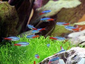 Reproducerea în neon - pentru acvaristii novici