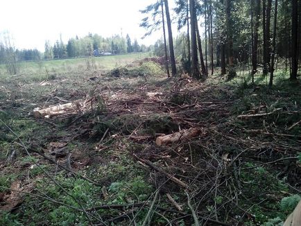 Нові величезні вирубки лісу в Підмосков'ї веде гк автодор, екооборона московської області