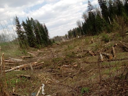 Нові величезні вирубки лісу в Підмосков'ї веде гк автодор, екооборона московської області