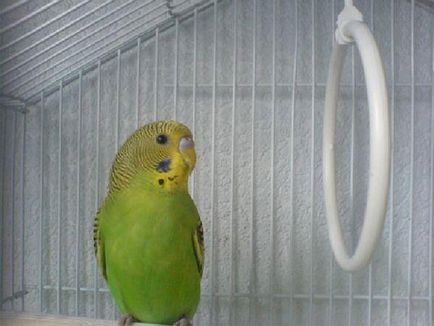 Имате ли нужда от папагал у дома