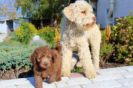 Despre Labradoodle australian