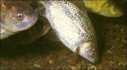 Ponty (Carassius Carassius) kárász eloszlás csalogató nettó tömege (Carassius) Ponty (Carassius Carassius) kárász méret megoszlása nettó tömege csalogató
