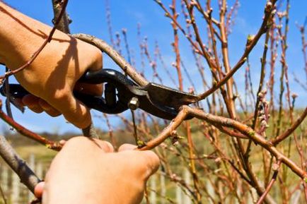 Prune Peeling