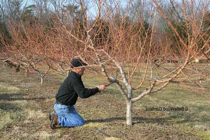 Prune Peeling