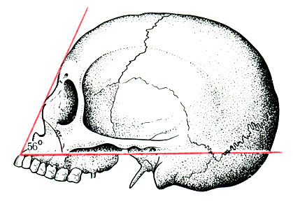 Forma generală a craniului