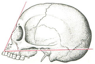 Az általános formája a koponya, tudósnak, az emberi anatómia