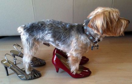 Pantofii pentru câini sunt cele mai bune opțiuni pentru animalul dvs. de companie