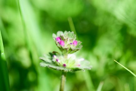 Revizuirea nikon d5300, despre fotografie