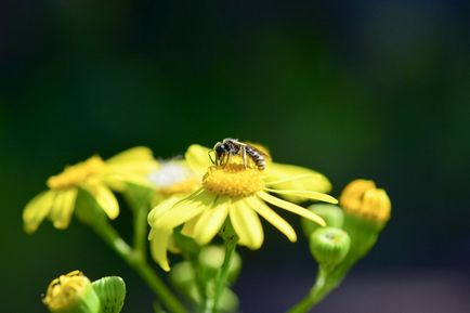 Revizuirea nikon d5300, despre fotografie