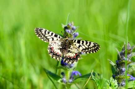 Revizuirea nikon d5300, despre fotografie