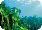 Pături de alge marine