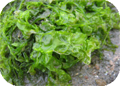 Pături de alge marine