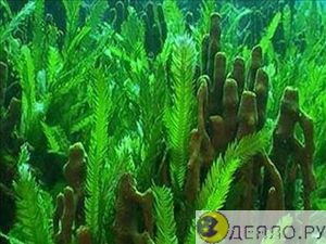 Quilt cu umplutură din alge marine