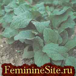 Огіркова трава - бораго вирощування, властивості і застосування