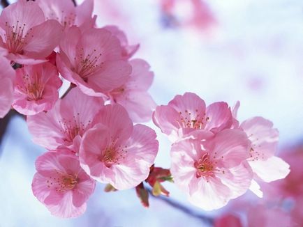 Про красу і мудрості по-японськи, блог майстра дао