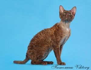 Culoare - catelus de pisici Devon Rex - livrare de animale din intreaga lume