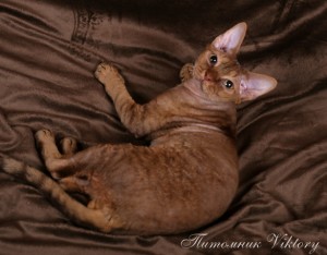 Culoare - catelus de pisici Devon Rex - livrare de animale din intreaga lume