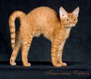 Culoare - catelus de pisici Devon Rex - livrare de animale din intreaga lume