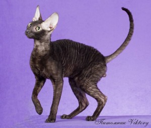 Culoare - catelus de pisici Devon Rex - livrare de animale din intreaga lume