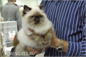 Culoare tabby, oraș pisică Orenburg