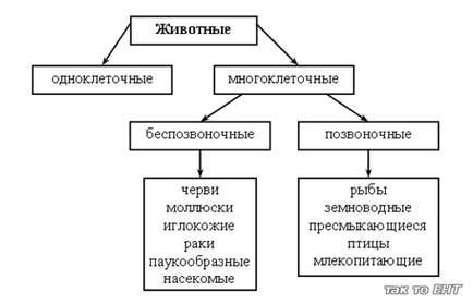 Навколишній світ 1 клас