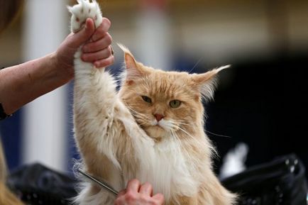 Leírás A fajta Maine Coon macskák, vélemények a tulajdonosok és a háziállatok fotó (leírás) Leírás macskák Maine Coon fajta, a vélemények a tulajdonosok és a háziállatok fotó