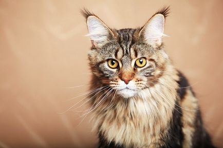 Leírás macskák Maine Coon fajta, a vélemények a tulajdonosok és a háziállatok fotó